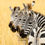 Title: Experience the Spectacular Wildebeest Migration in Africa with Expeditions Maasai Safaris 